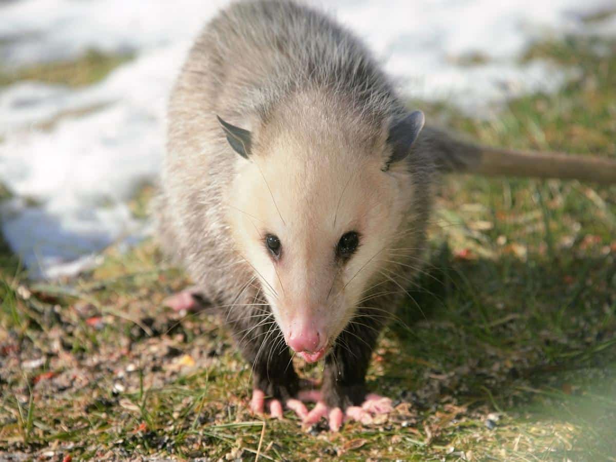 Especies amenazadas de extinción en Colombia: la zarigüeya