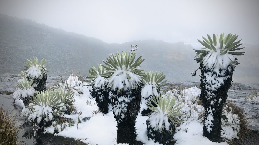 ¡Es esperanzador! Tras fuerte incendio, vuelve a nevar en el parque de El Cocuy