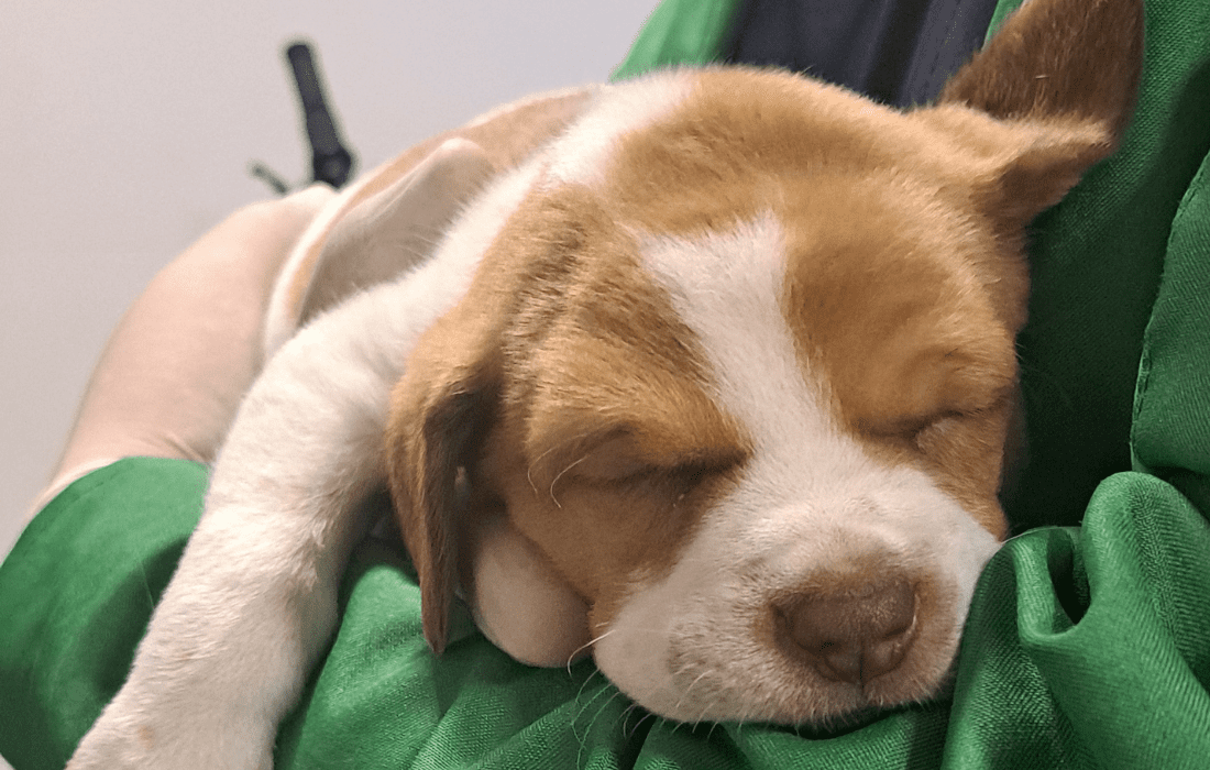 Indignación por abandono de una perrita de dos meses en el aeropuerto El Dorado