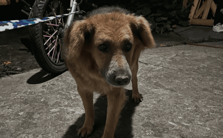 Perrito se subió al techo de una casa asustado por la pólvora