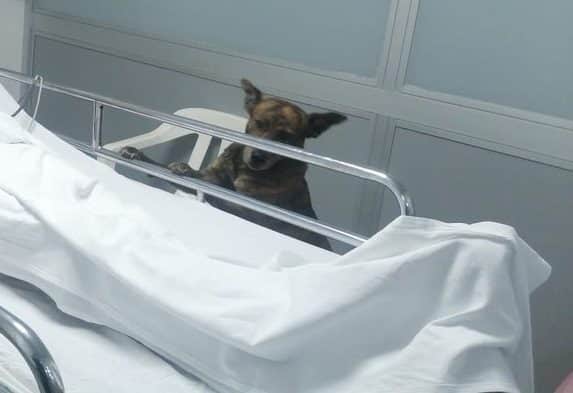 perro no abandona a su amo en el hospital