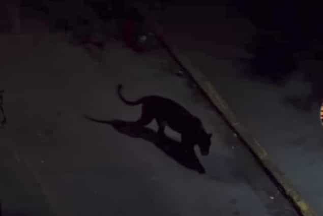 Video de supuesto puma negro en Sabaneta fue creado con IA