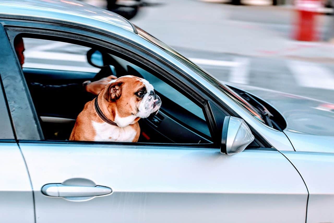 ¿Viaja con mascotas en Semana Santa? Atento a estas recomendaciones