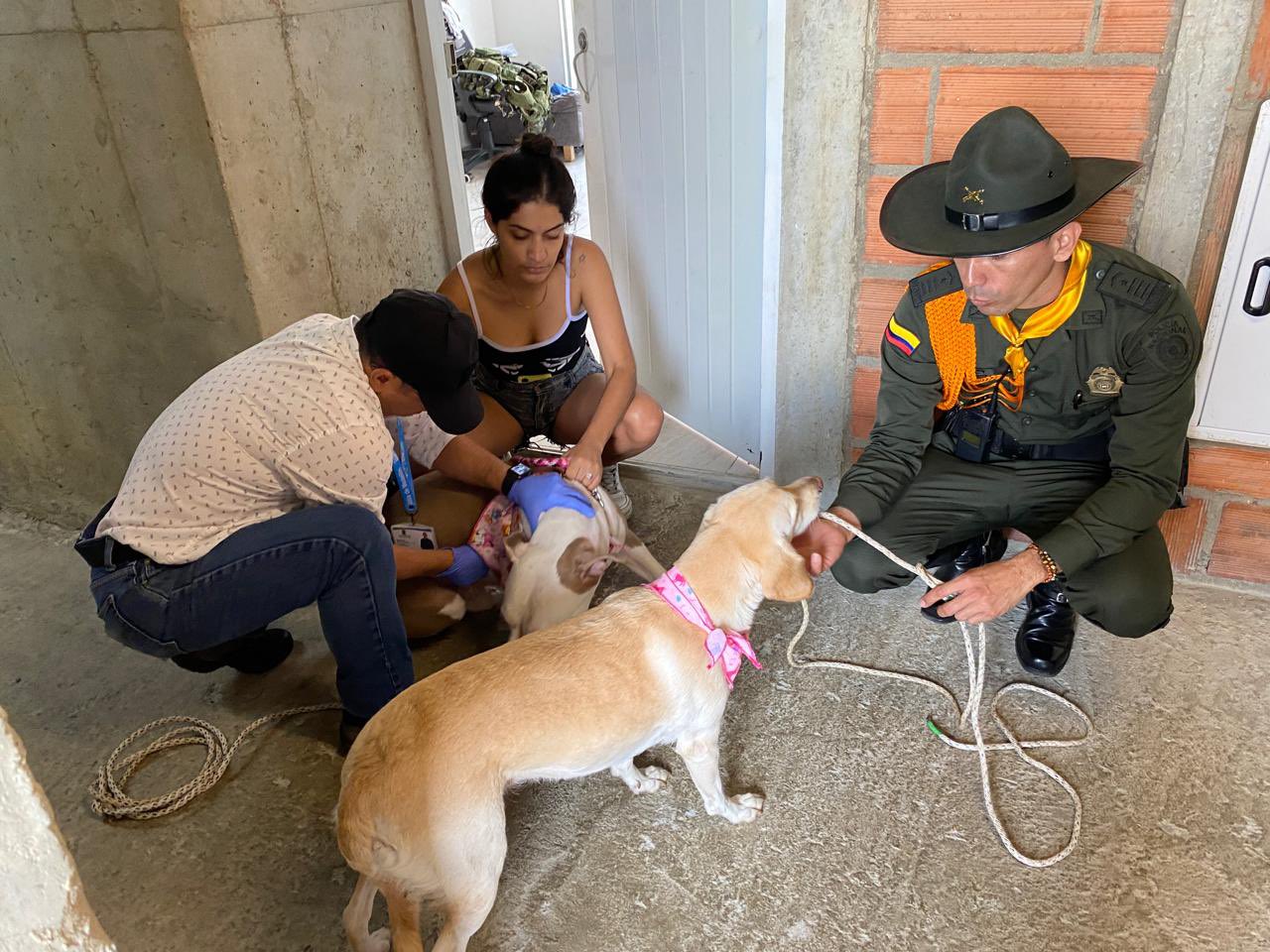 rescate de perritos tras denuncia de maltrato animal