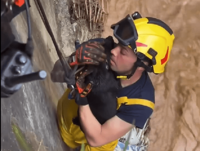 [Video] Bombero en Bello salvó a perrito de morir ahogado en una quebrada