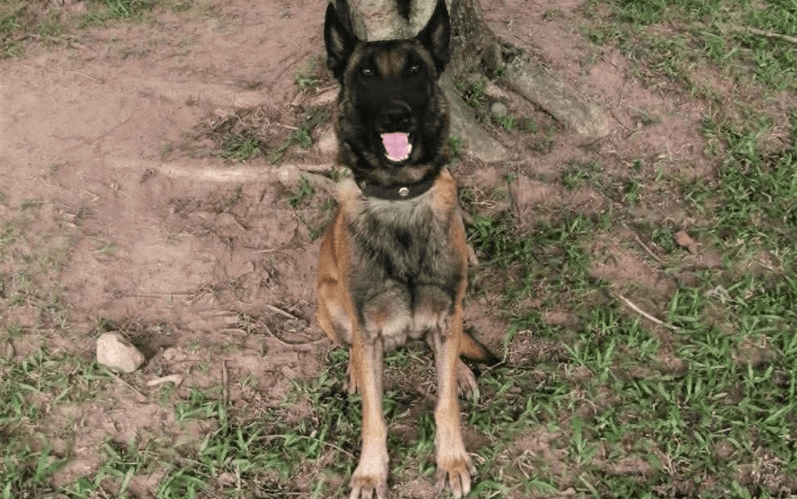 Murió Sansón, el perro que salvó a más de 30 soldados al detectar un artefacto explosivo