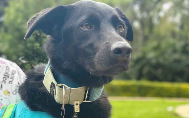 Conozca a Simba, el nuevo integrante de clínica de La Ceja que llenará de amor a sus pacientes