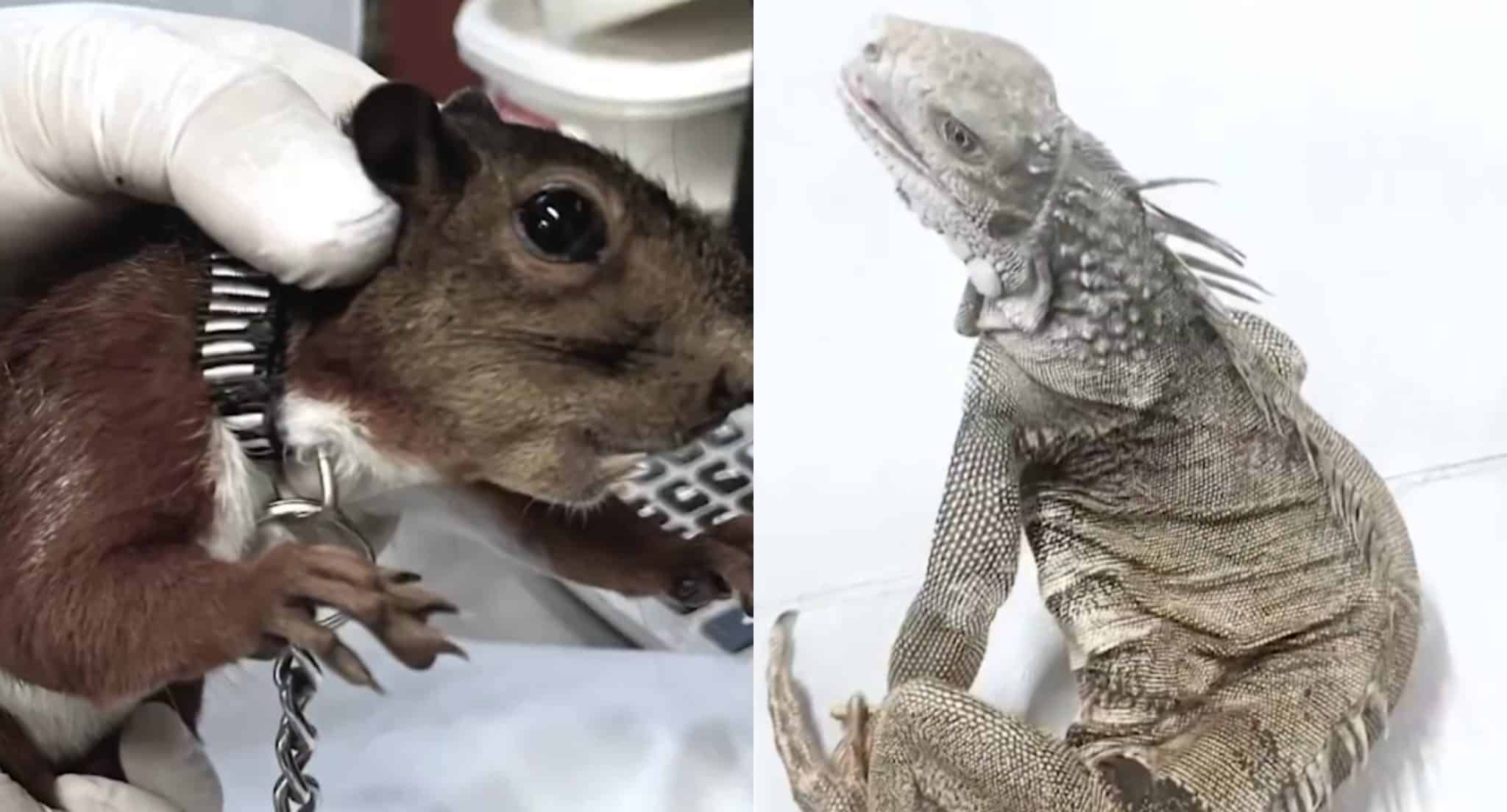 tortura contra fauna silvestre