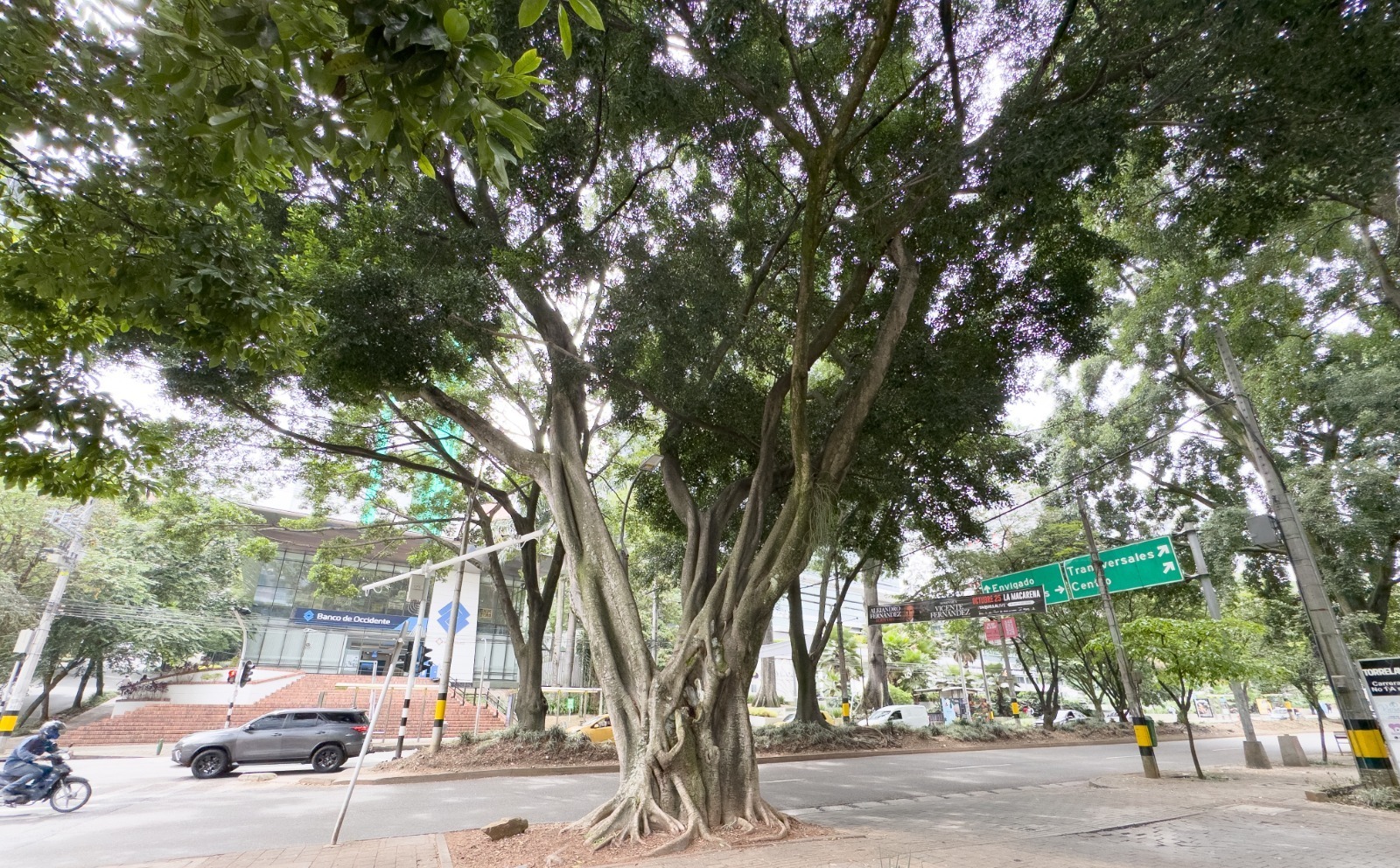 Árbol patrimonial de El Poblado será intervenido por alto riesgo de caída
