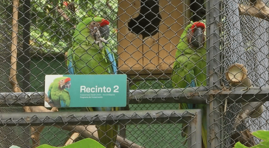 Buscan reproducción de guacamayas verdes para salvar la especie en peligro de extinción