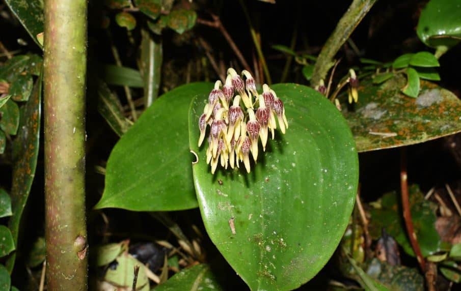 Descubren nueva especie de orquídea en el Páramo de Sonsón