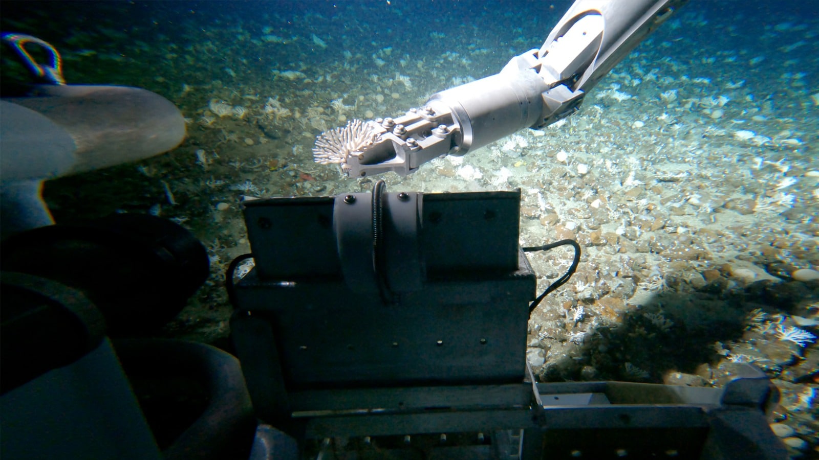 Descubren una nueva especie de coral en el Pacífico colombiano