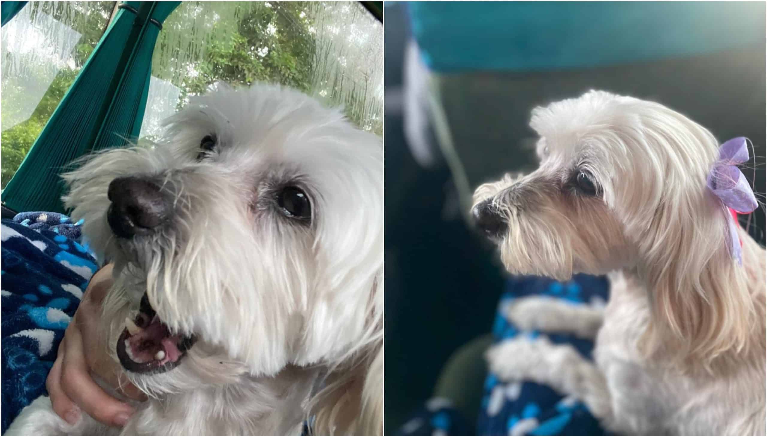 Dueños buscan a Luna, perrita desaparecida en Manrique