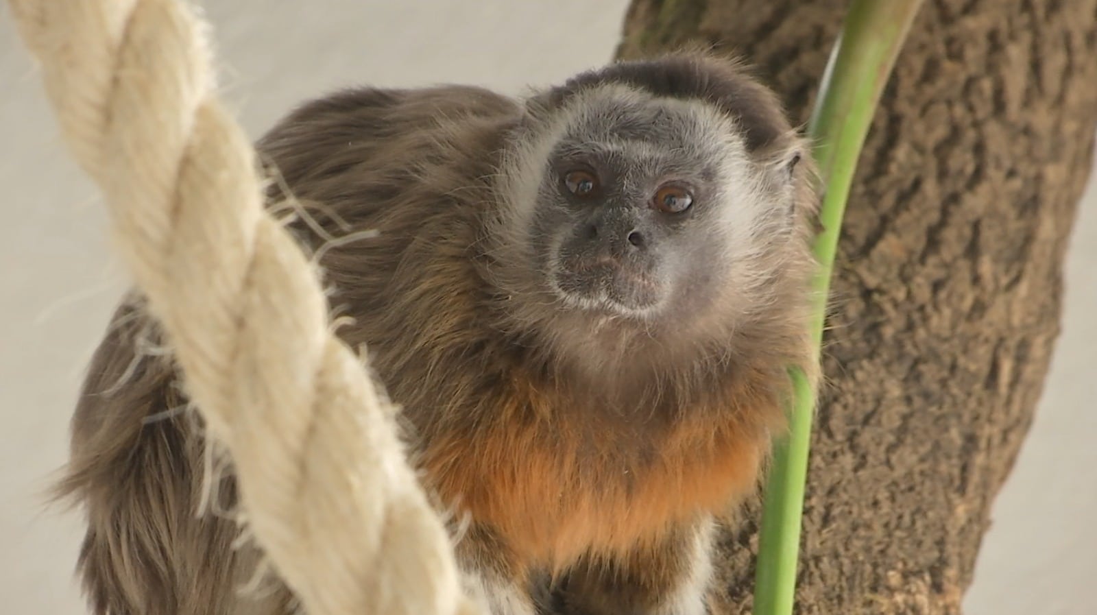 Monos titís víctimas de tráfico de fauna se recuperarán en el Parque de la Conservación