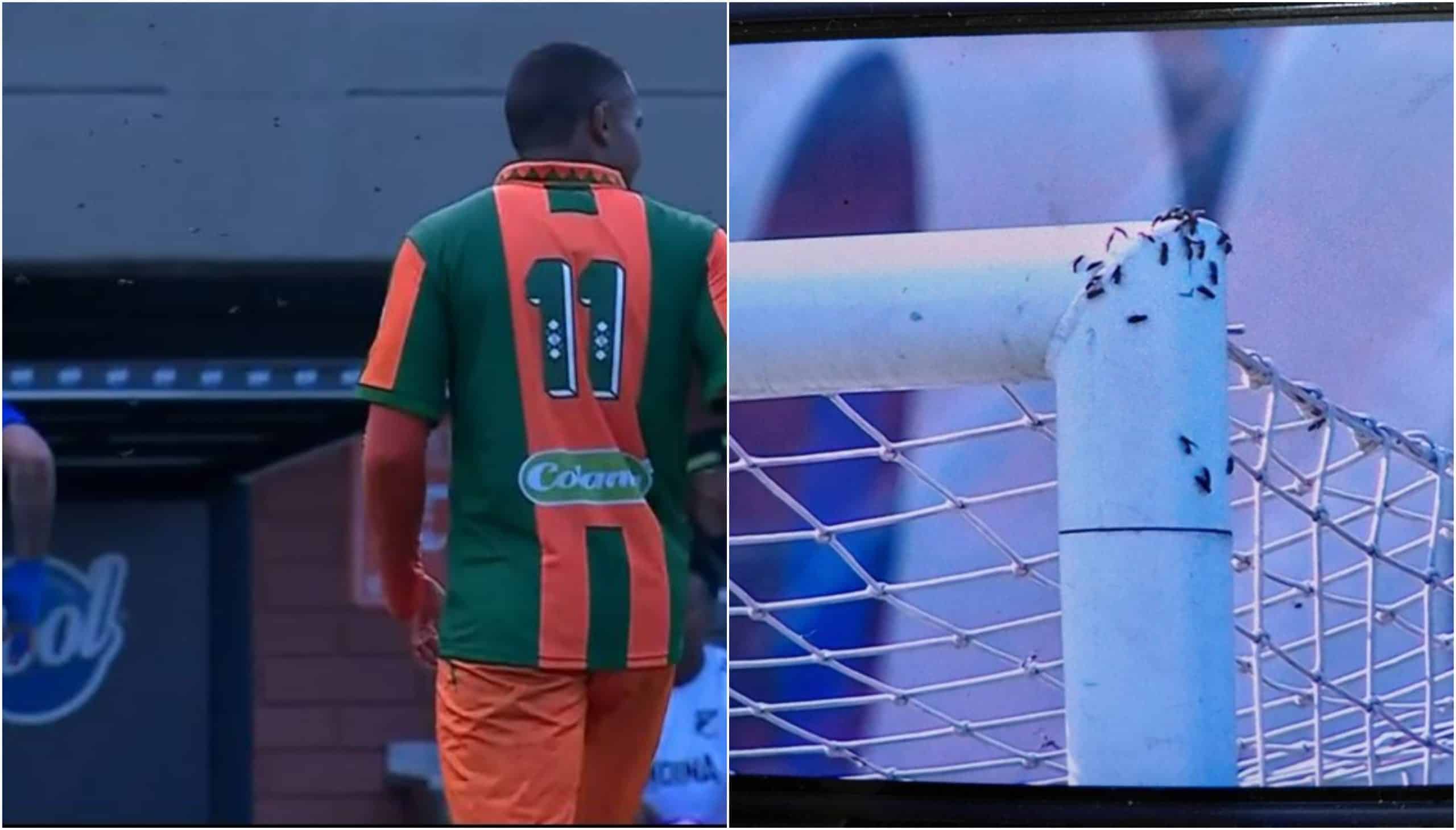 Por ataque de abejas, suspendieron partido entre Envigado y Millonarios