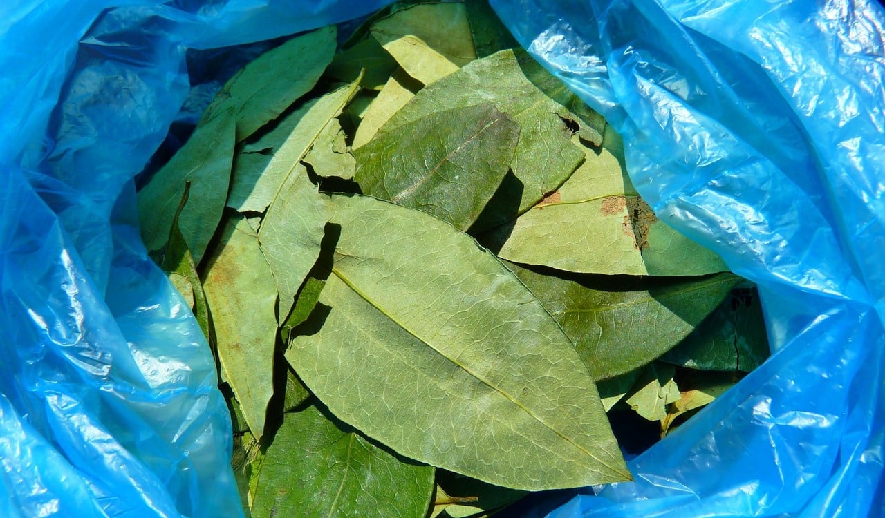 Retomar la aspersión aérea de cultivos de coca es una decisión “tardía”, según expertos
