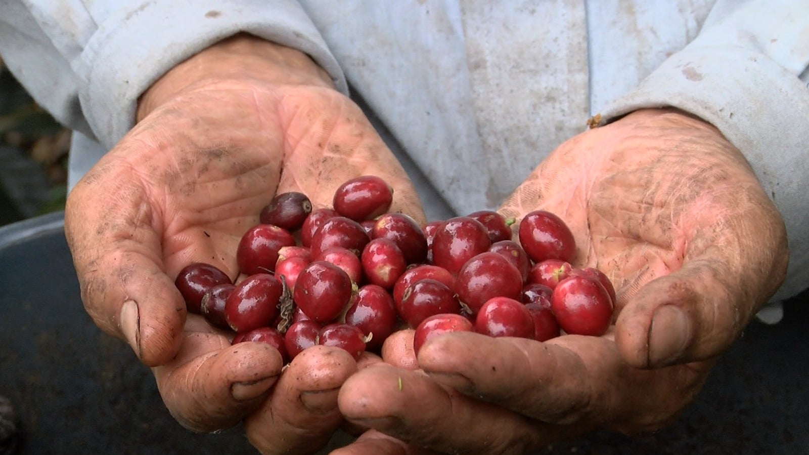 Producción de café en el Suroeste se encuentra en riesgo por incremento de lluvias
