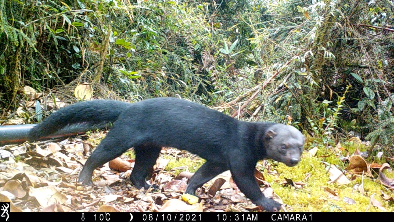 Distrito ha logrado registrar 21 especies de mamíferos en áreas de conservación