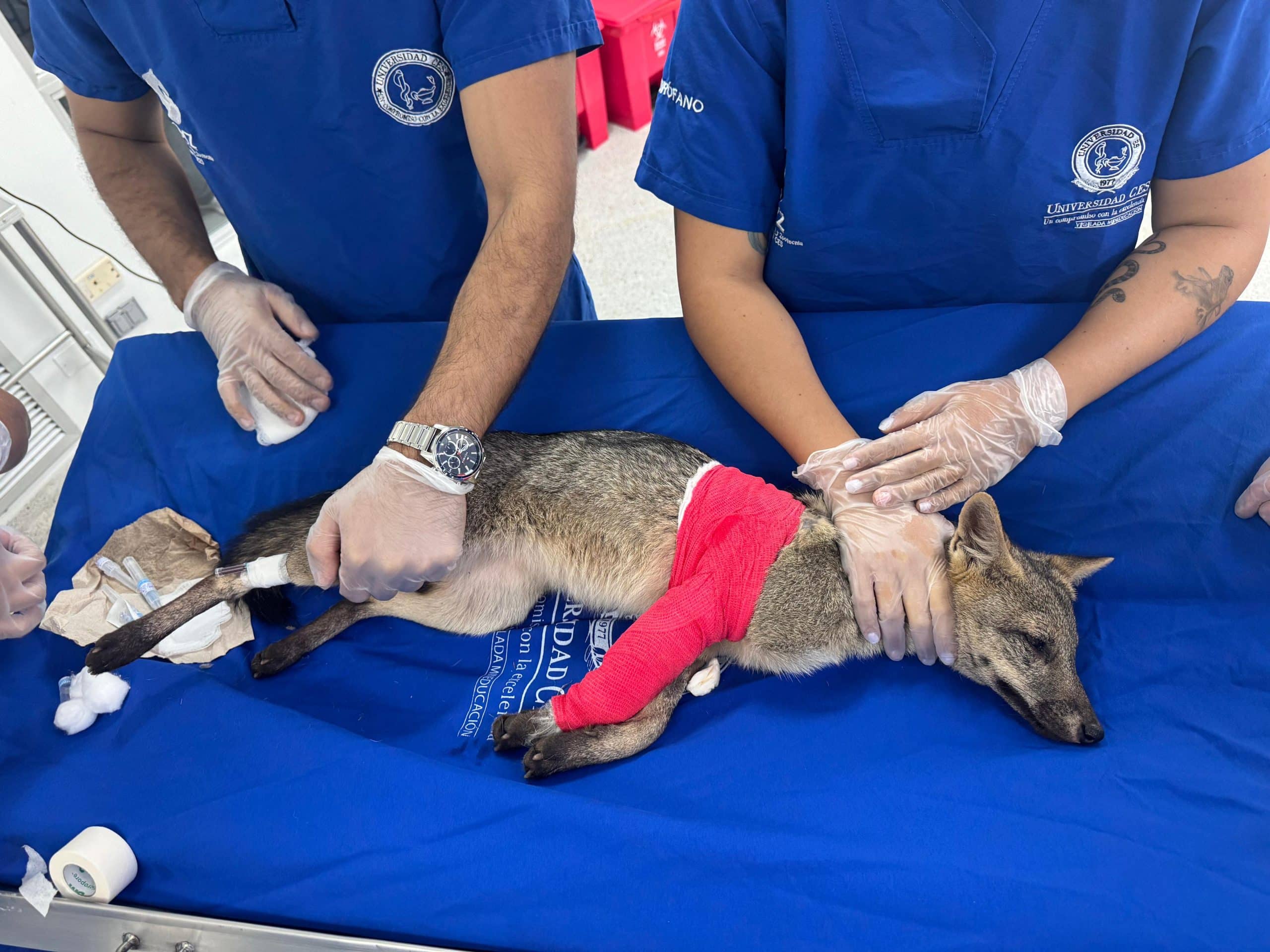 Zorro perro que fue atropellado y operado se recupera en centro de atención