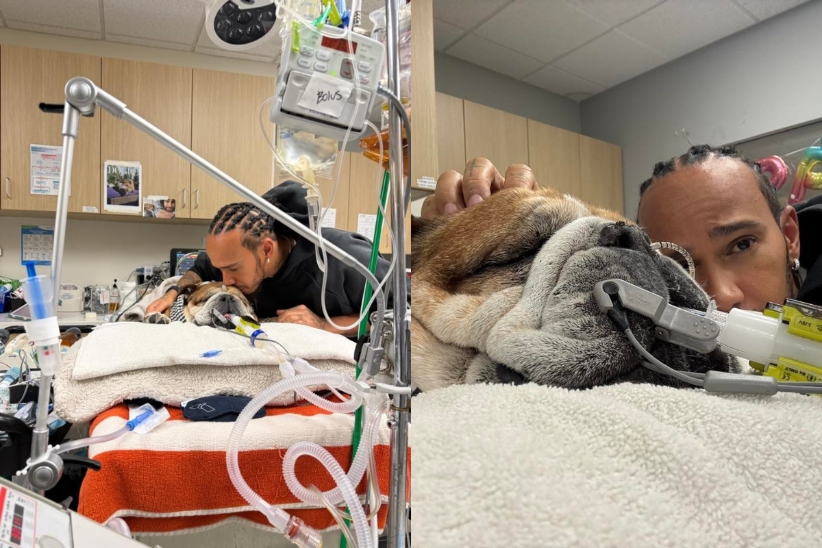 Lewis Hamilton conmueve las redes con emotiva despedida de su perro Roscoe: 