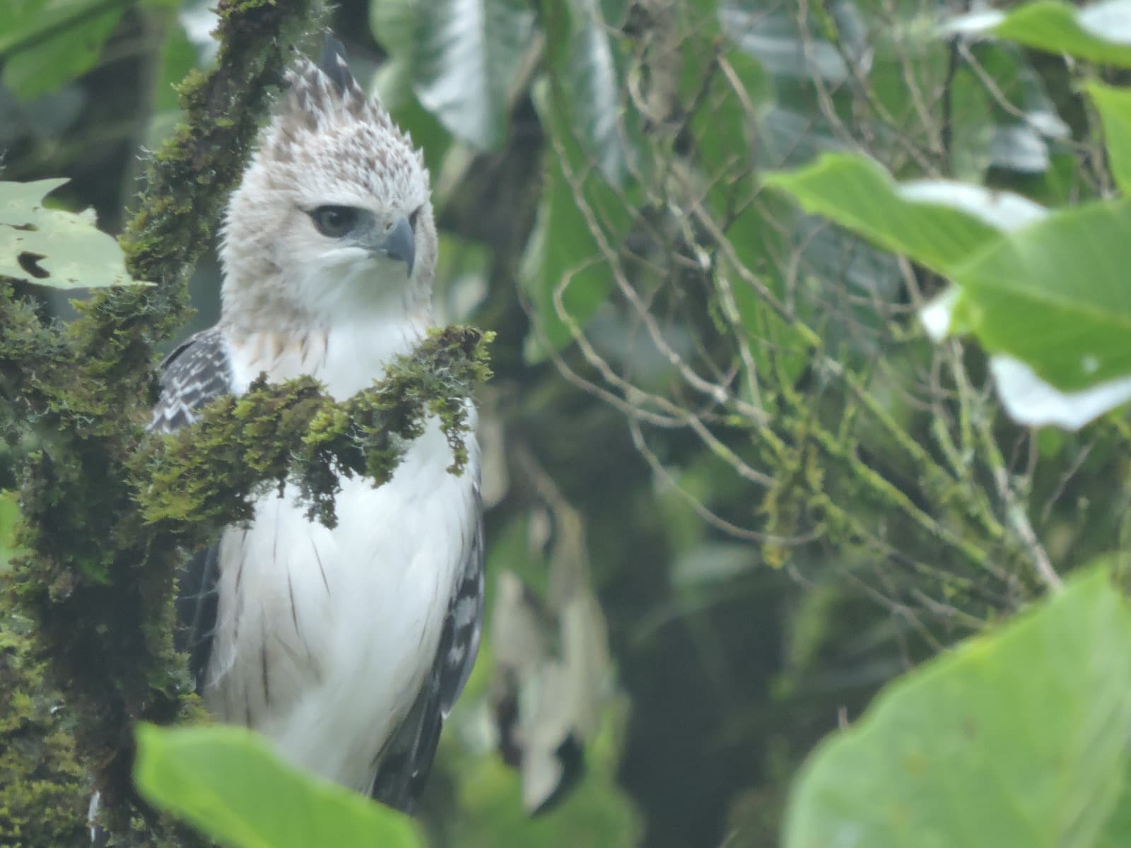 Especie de Águila amenazada fue avistada sobrevolando los cielos de Medellín