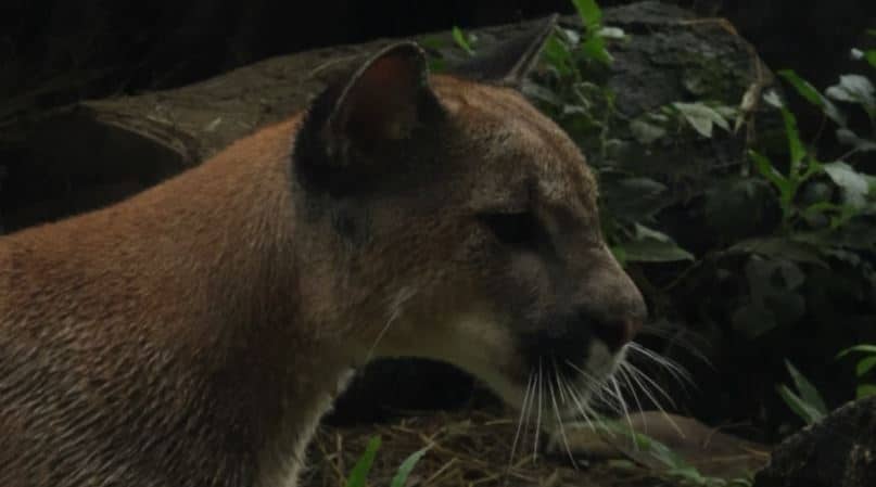 Este es el nuevo hogar del puma hembra que fue rescatado del tráfico ilegal en un peaje