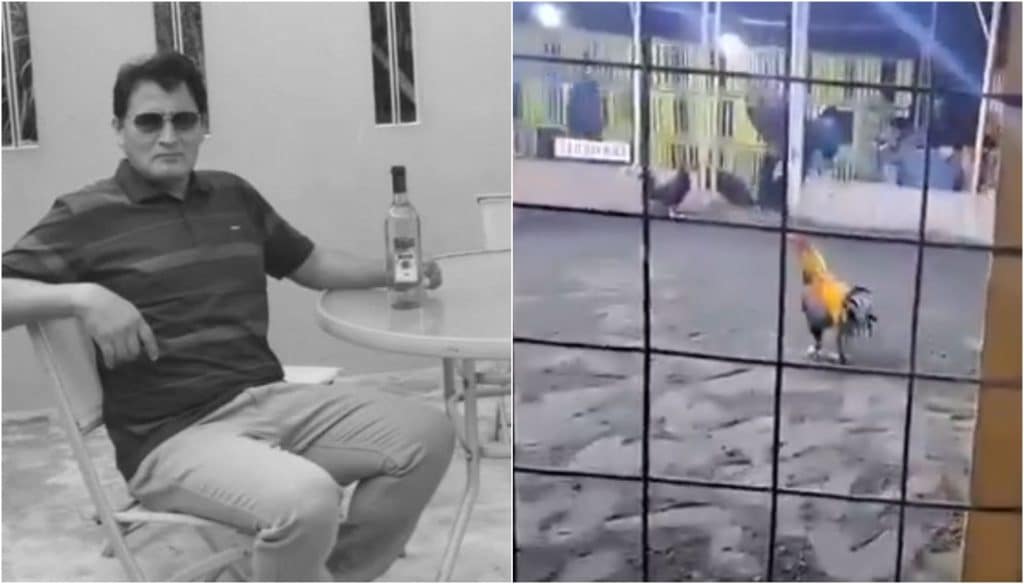 Gallo de pelea atacó y causó la muerte de su propio dueño