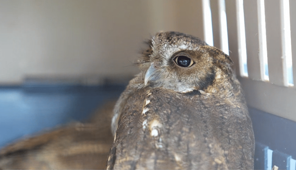 Liberan a 30 animales rescatados del tráfico ilegal de fauna