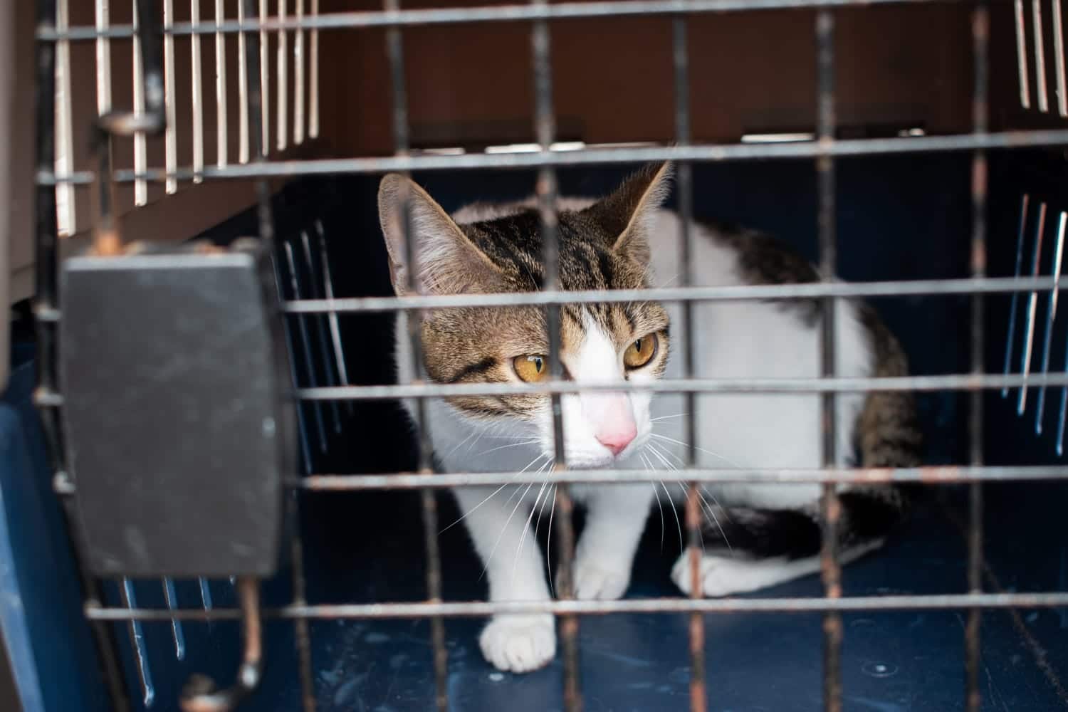 Más de 400 gatos ferales han sido esterilizados en el Valle de Aburrá desde 2024