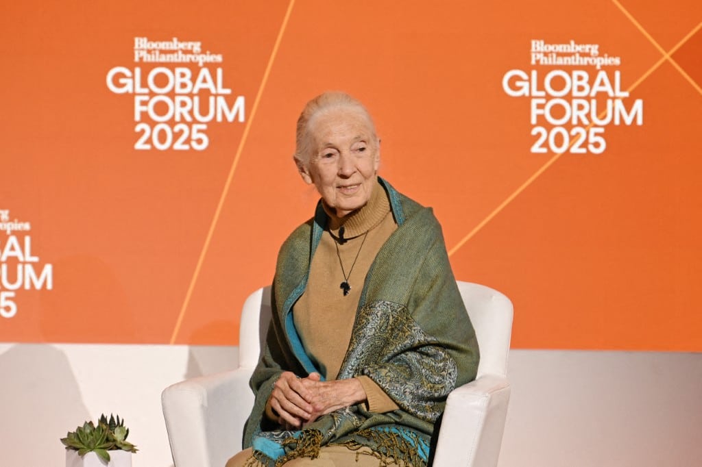 El legado de Jane Goodall, reconocida experta en primates, que murió a los 91 años
