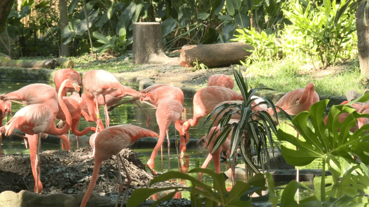 Parque de la Conservación recibió acreditación internacional por sus altos estándares de calidad