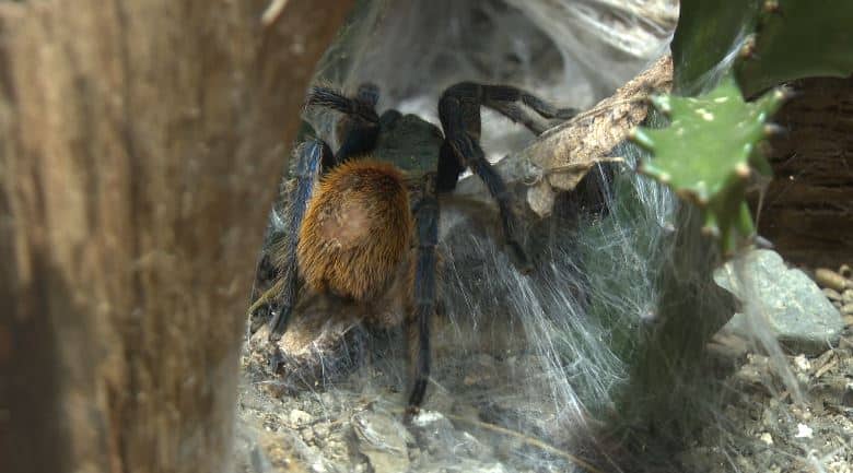 ¿Por qué estos animales están asociados con la celebración de Halloween?
