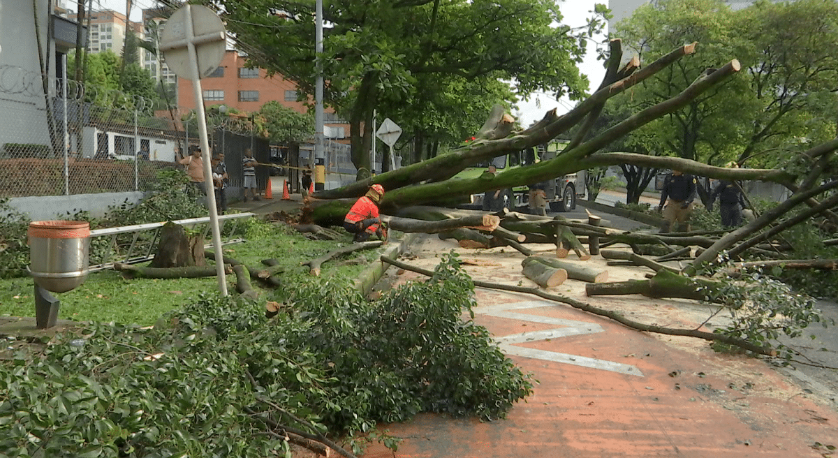 Desplome de un árbol en Robledo ocasionó daños en dos vehículos 