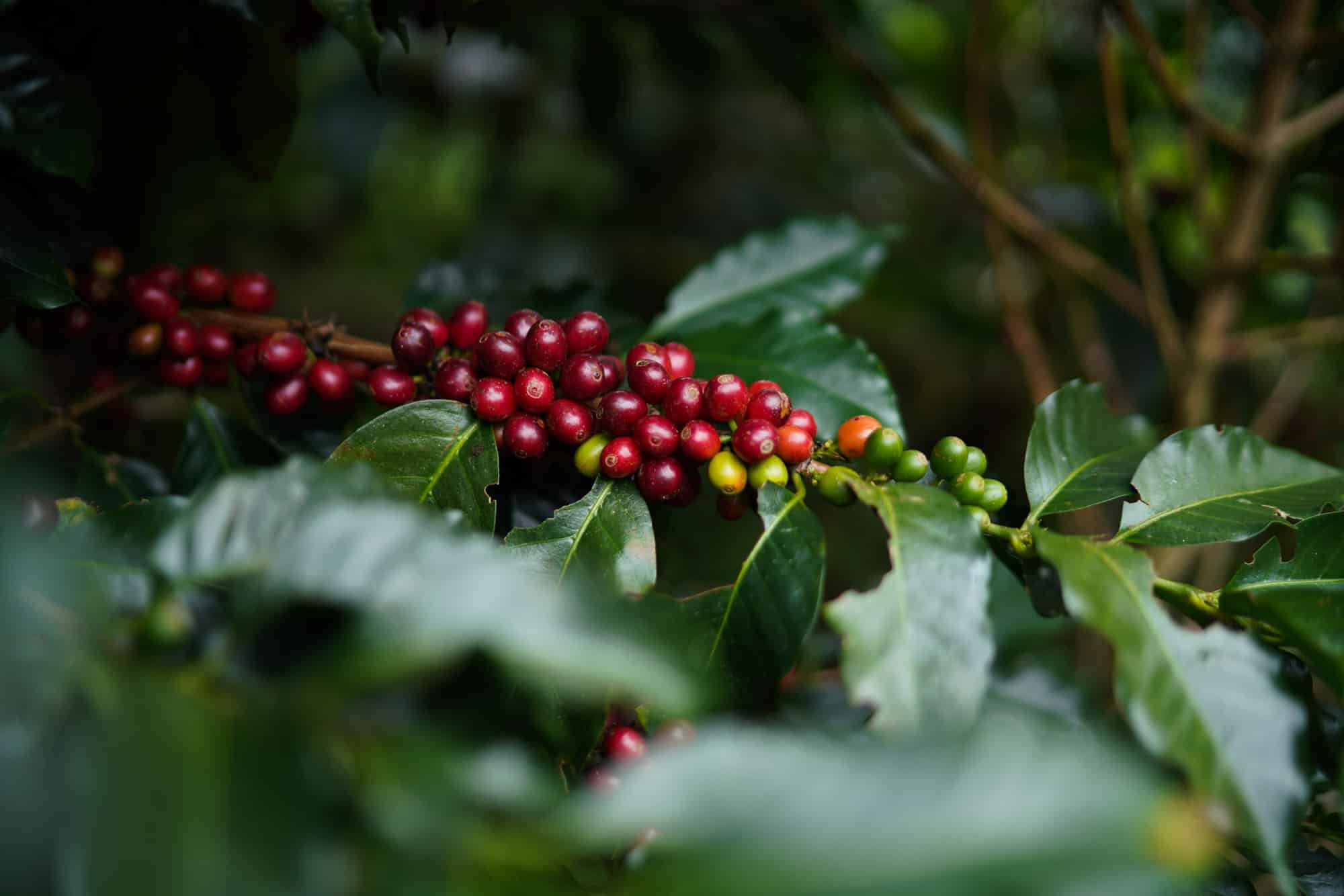2025 ha sido un año de repunte en la cosecha cafetera