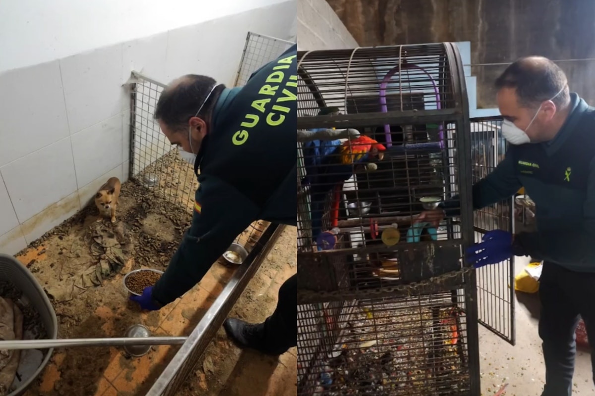Hallan 250 animales muertos en un “criadero del horror” en España