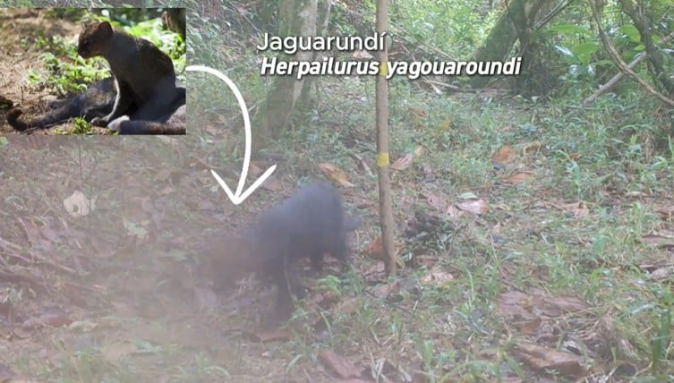 ¿Qué es el jaguarundí, animal avistado por primera vez en Itagüí?