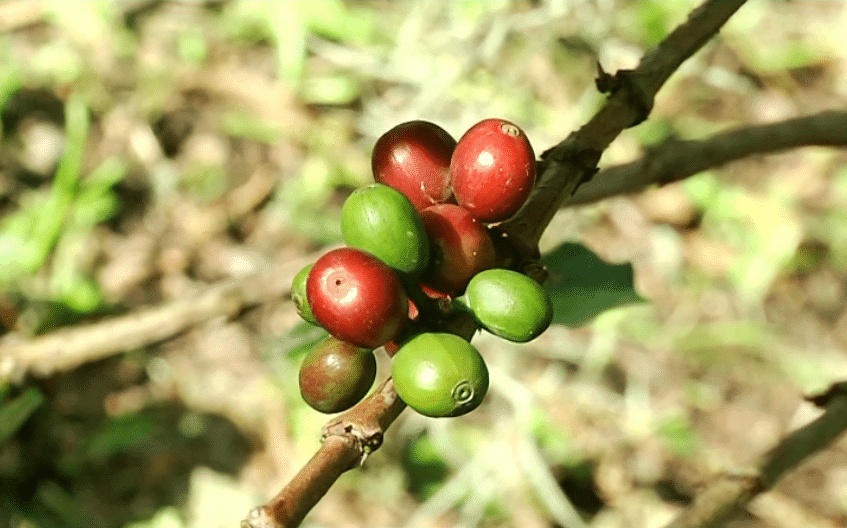 Producción de café se reduciría en un 30 % por las lluvias
