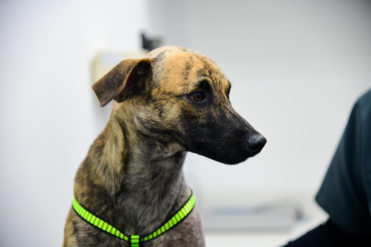 Así va la recuperación de Bizcocho, perro víctima de maltrato