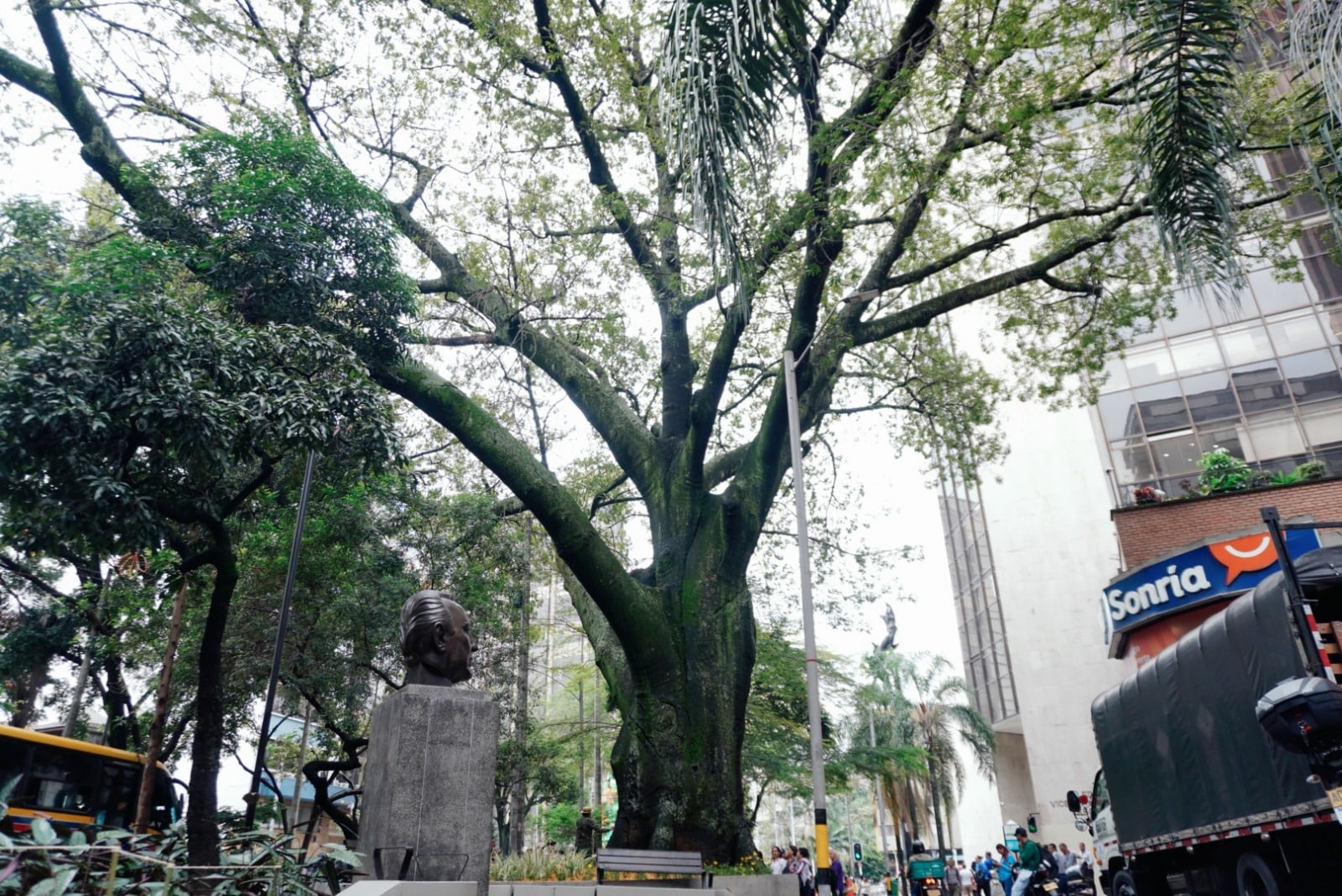 168 años: una ceiba en La Playa es el árbol más antiguo que tiene Medellín