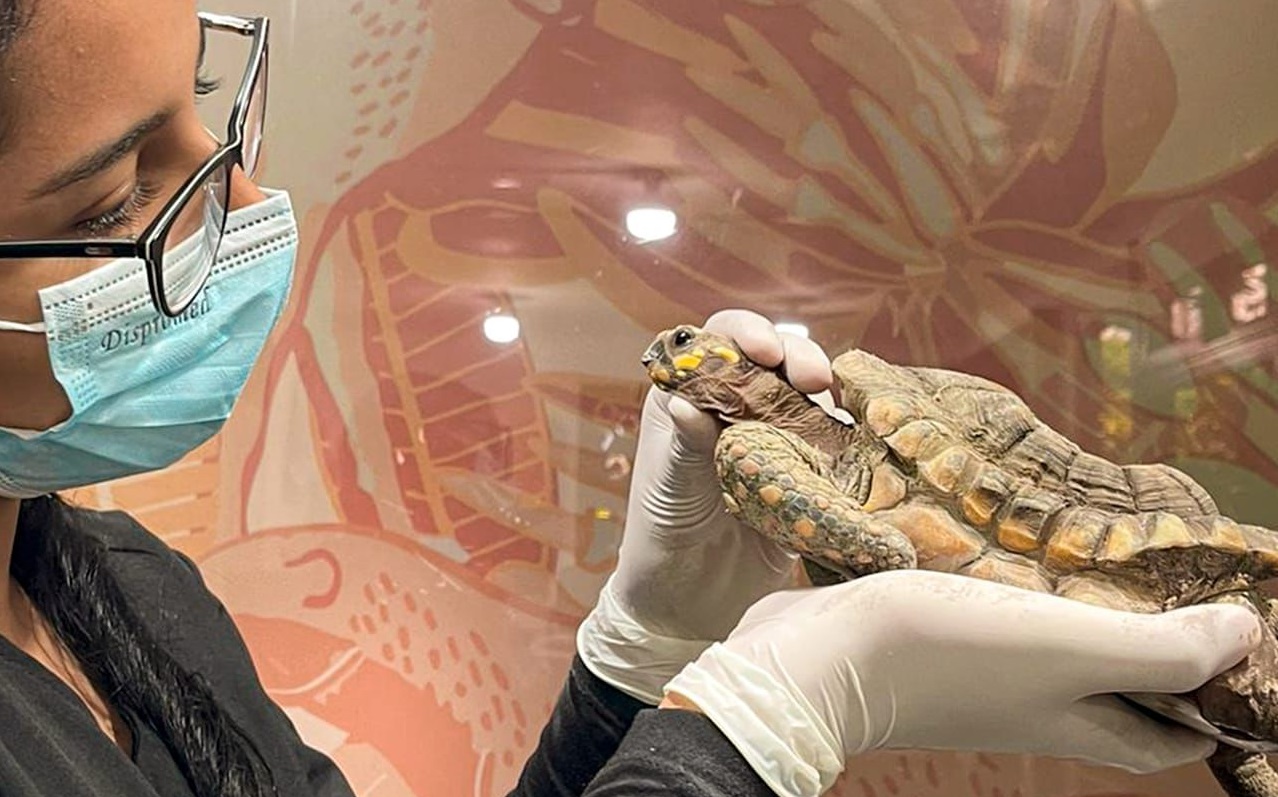 El lamentable caso de una tortuga morrocoy que vivió 30 años en cautiverio