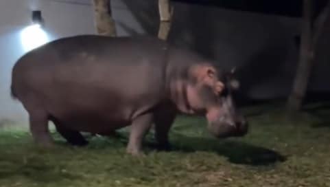 El susto de su vida: creador de contenido grabó el momento en que se topó con un hipopótamo en Doradal 