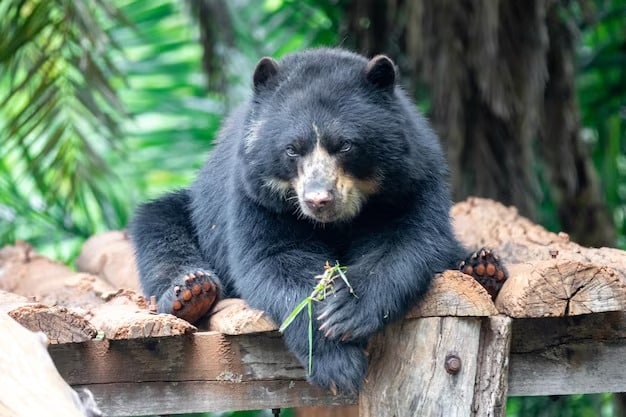 En plena vía rural de Jardín fue avistado un oso de anteojos