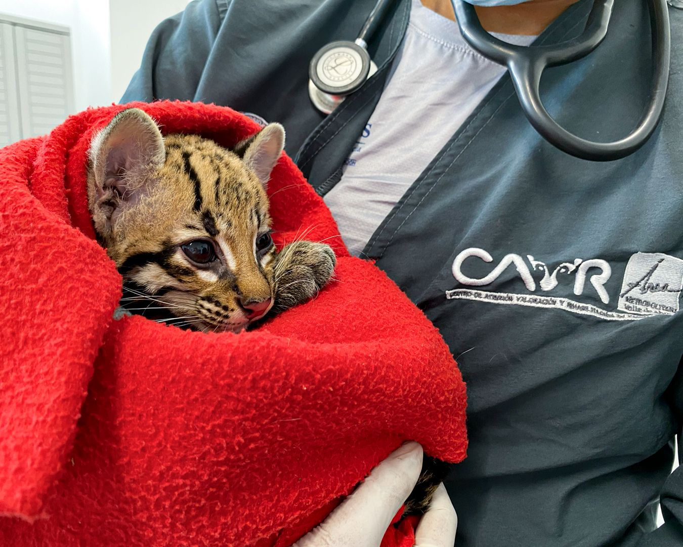 Entregan cría de ocelote de apenas 3 meses al Área Metropolitana