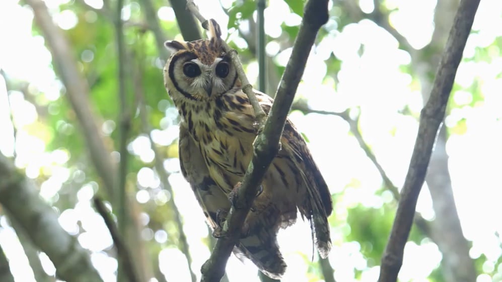 Estrés, desorientación, traumas y hasta la muerte, el daño que causa la pólvora a la fauna silvestre