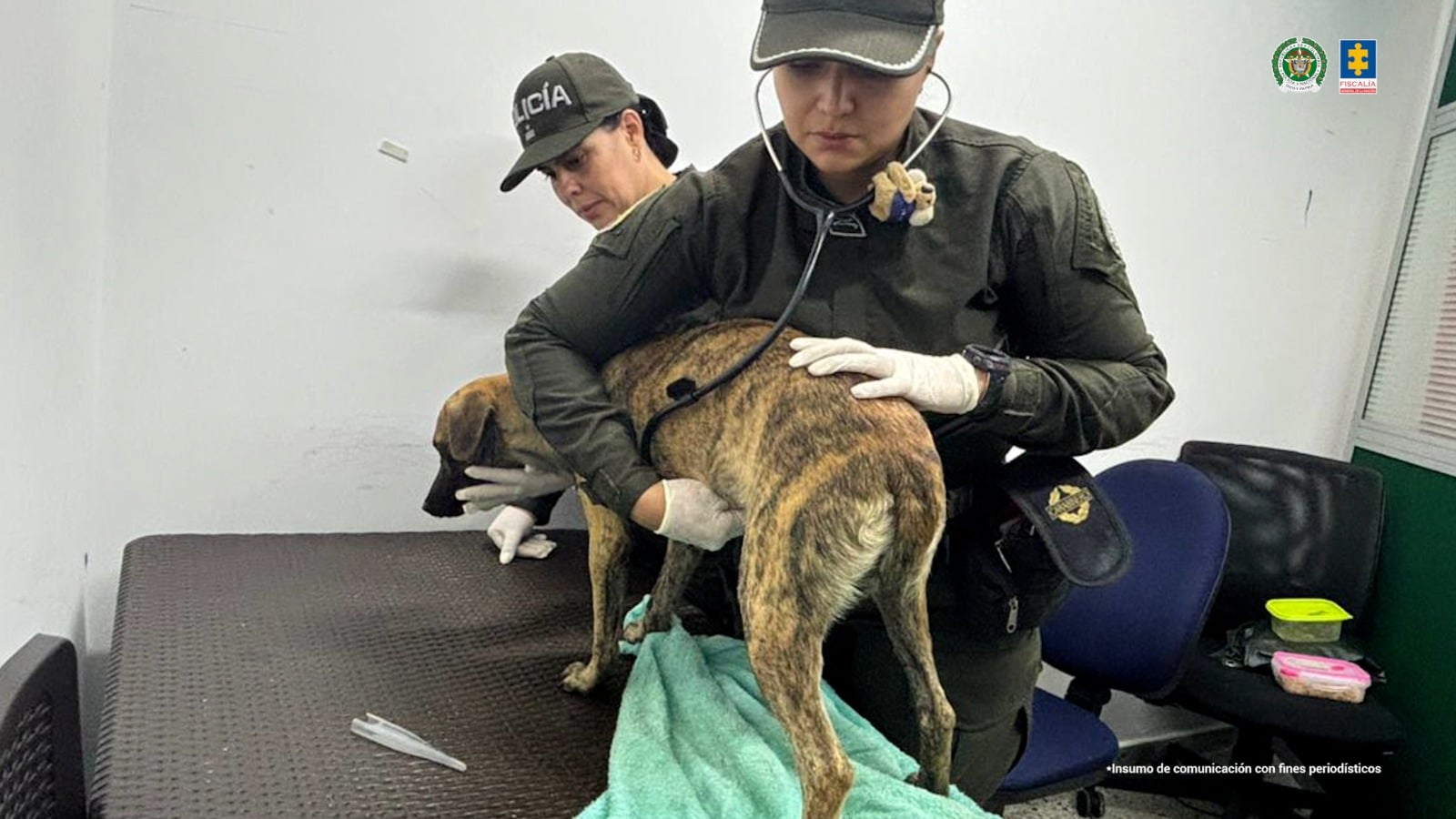 Judicializan a hombre que golpeó a un perro con un látigo porque se comió una carne