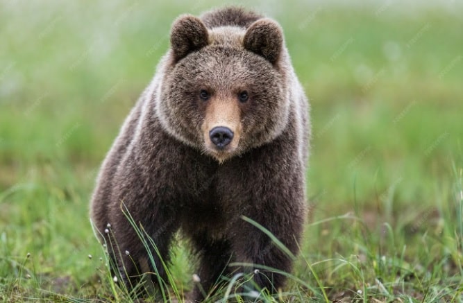 Once heridos dejó el ataque de un oso en Canadá 