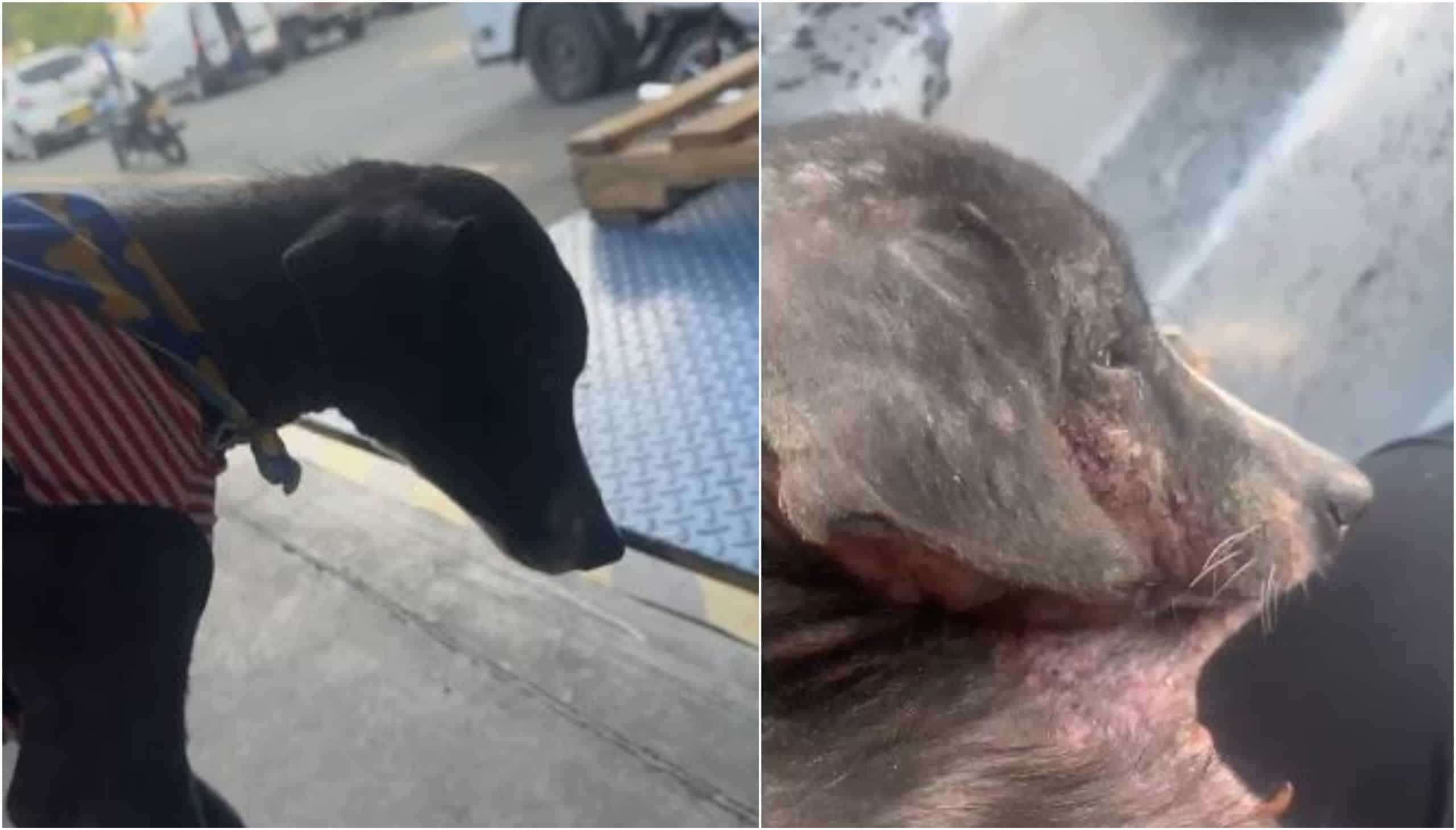 Organizaciones sociales de Medellín viajan a Amazonas para ayudar a mascotas