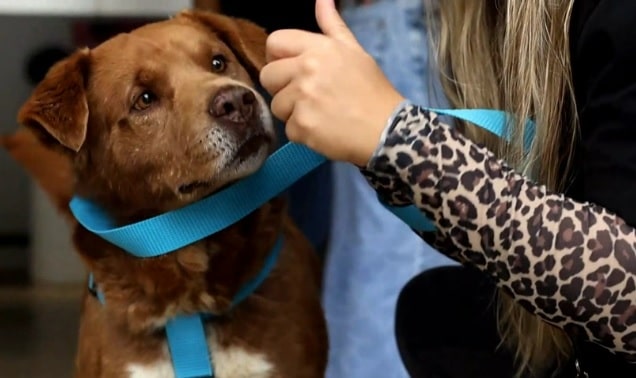 Preocupación en Medellín por aumento en los casos de maltrato animal 