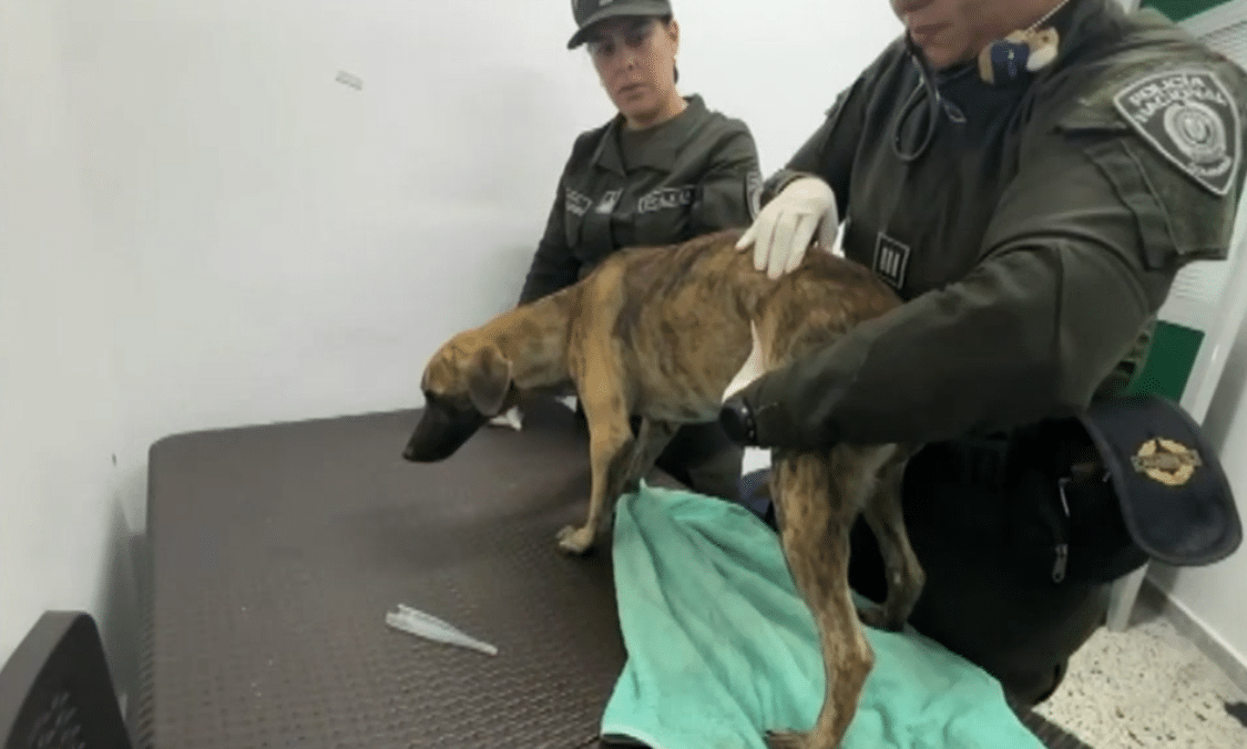 Se entregó hombre buscado por brutal golpiza a un perro captada en video