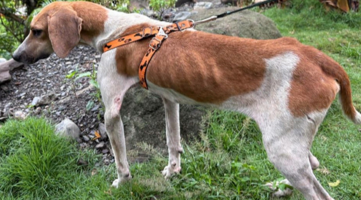 Capturado hombre que al parecer abusaba de su perro en Dabeiba